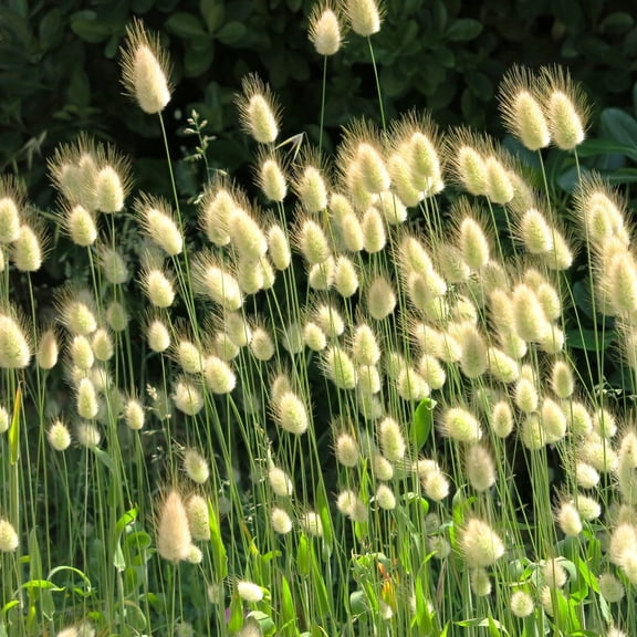 TomorrowSeeds - Bunny Tail Grass Seeds - 1500  Count - For 2026 Planting Ornamental Sweetgrass