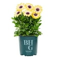 thumbnail image 2 of Better Homes & Gardens 2QT Yellow Purple Osteospermum Live Annual Plant Sun 3-Pack, 2 of 6