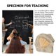 thumbnail image 3 of Trilobite Adornment Ornament Model Random Shape Light Brown Home Ornament 1Pcs, 3 of 3