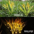 thumbnail image 4 of Luces solares de flores decorativas para exteriores, paquete de 2 luces solares de estaca para jardín, luces LED solares con orejas de trigo, decoraciones impermeables, 4 of 5