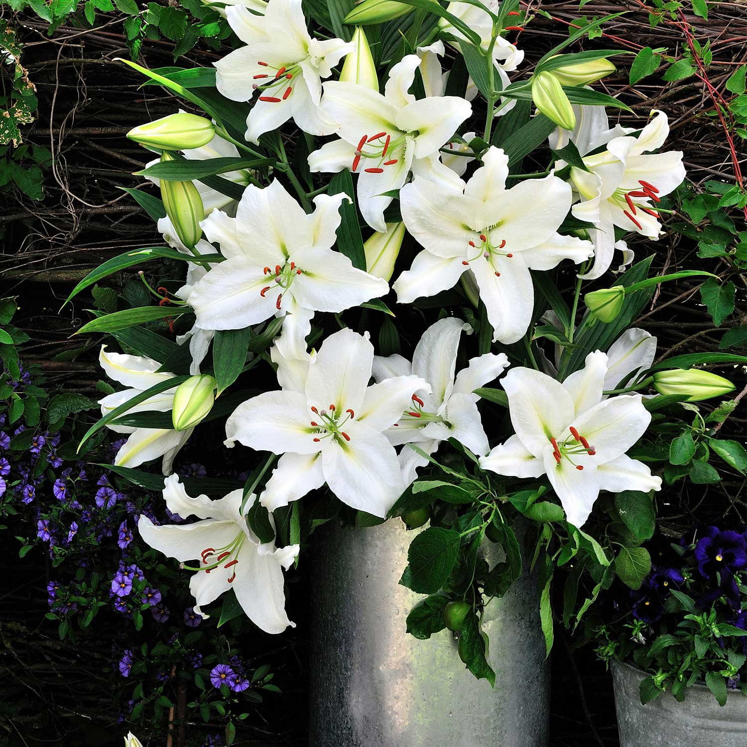 八木麻子さん　laying flower Member's Mark Super Select Oriental Lily, 5 stems - Samsclub.com