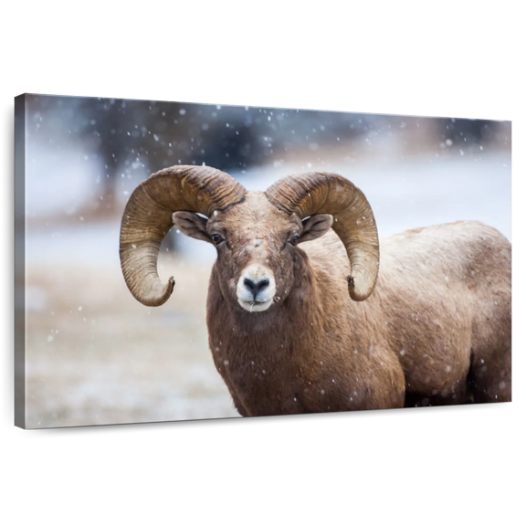 Elephant Stock Bighorn Sheep Wall Art - Horizontal Canvas Wall Art - Living Room Wall Decor - Animal Canvas - Brown And White Decor - 12" x 8"
