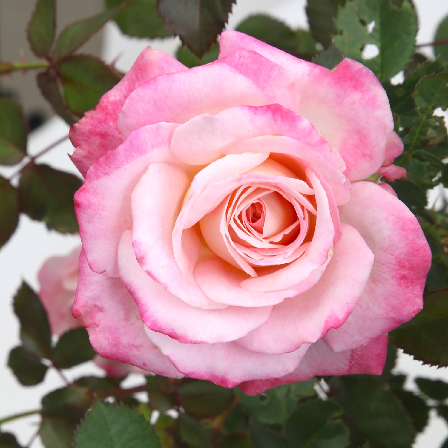 True Bloom by Altman Plants 'True Bliss' PP28929 Pink Rose Bush