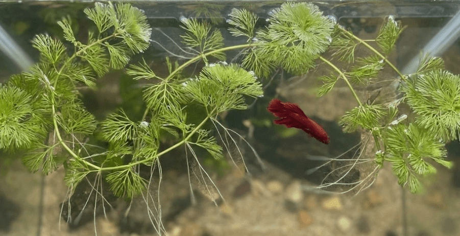 Live Green Cabomba Aquarium Plant – Freshwater Aquatic Stem Plant for Fish Tanks & Aquascaping