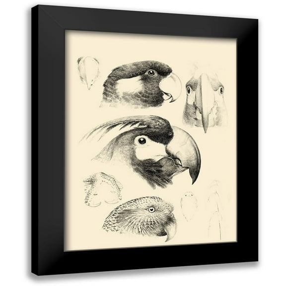 Vision Studio 12x14 Black Modern Framed Museum Art Print Titled - Waterbird Sketchbook III
