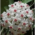 thumbnail image 2 of SALE - Krimson Queen Wax Plant - Hoya - 6" Pot - Trending, 2 of 3