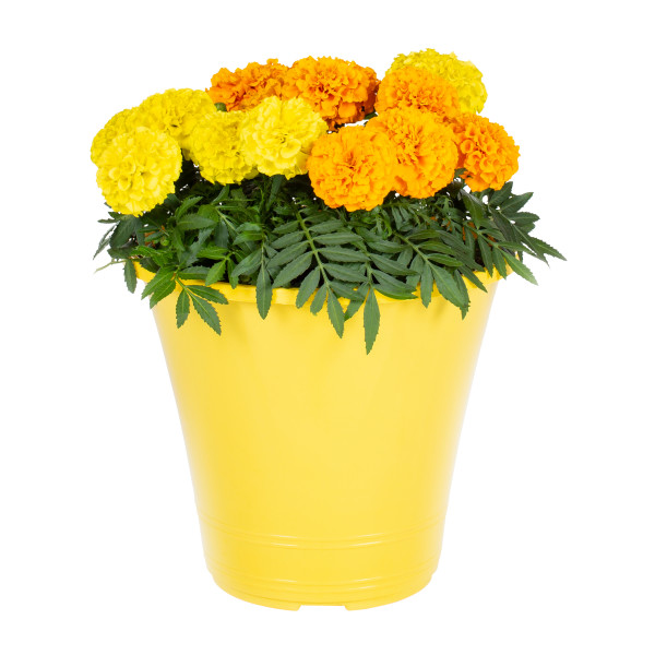 Expert Gardener Yellow 1.5gal Marigold Live Plant Full Sun