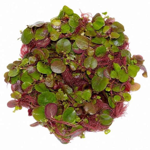 Red Root Floater Phyllanthus Fluitans Live Aquarium Plant 4 Ounce