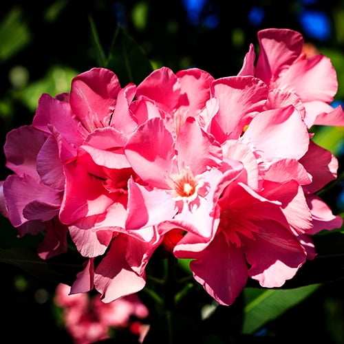Lone Star Growers Nerium Flirt Dark Pink Oleander, Drought Tolerant Live Plant, 8 qt Pot, Full Sun
