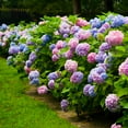 thumbnail image 3 of Brighter Blooms - Endless Summer® The Original Reblooming Hydrangea, 3 gal - No Shipping to AK, AZ, HI, 3 of 9
