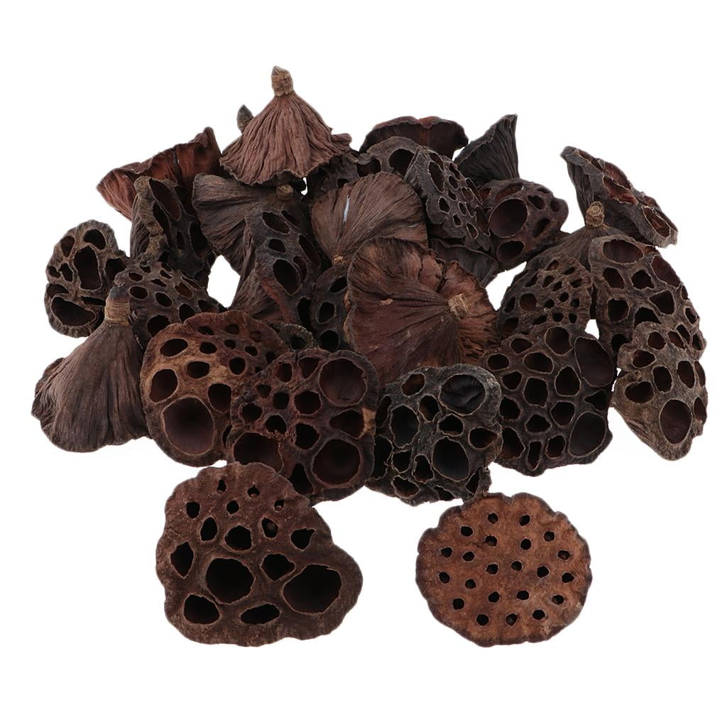 120pcs Natural Dried lotus Flowers Fruit for Floral Arrangement DIY