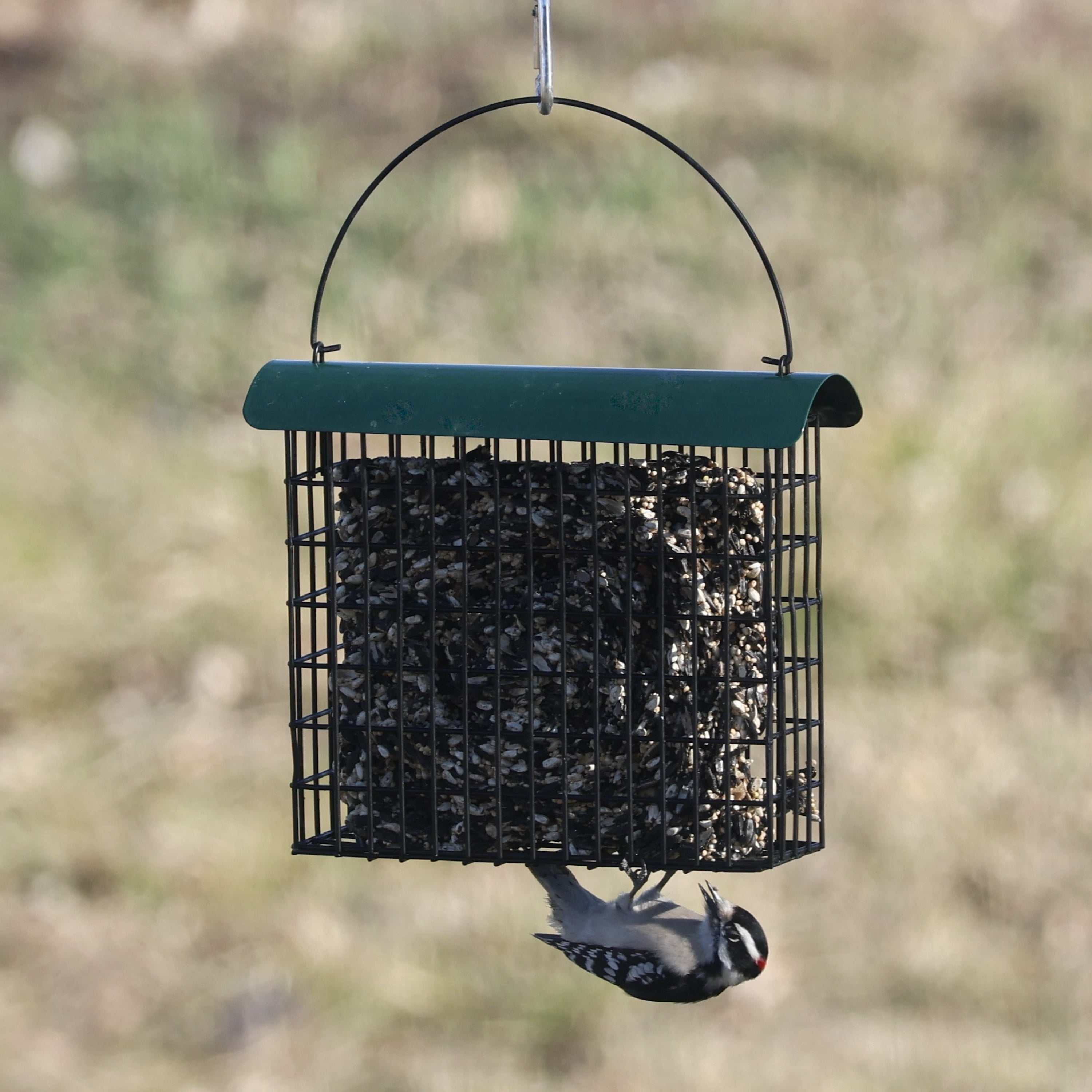 Backyard Essentials Large Suet Feeder Metal Bird Feeder Holds One Large Suet Cake
