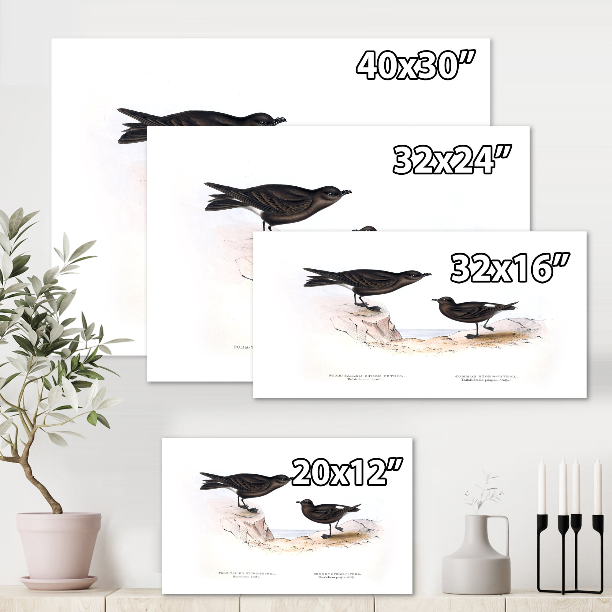 Designart ' Ancient Bird Of Europe III ' Traditional Canvas Wall Art Print