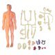 thumbnail image 2 of Juguetes Modelo de Cuerpo Humano, Mano de Obra Fina del Cuerpo Humano Enseñanza de Enseñanza Visual Ayuda para la enseñanza para la educación Tempana, 2 of 7
