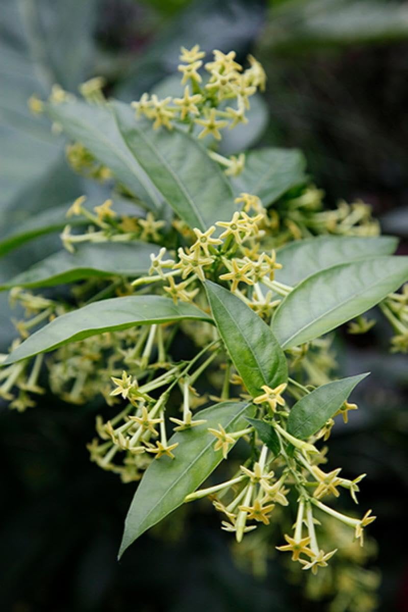 Night Blooming Jasmine I 3 Live Plants I Cestrum Nocturnum  Fragrant White Flowers for Evening Garden Bliss, Perfect for Container Gardening, Easy to Grow
