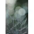 thumbnail image 2 of Stramel, Renee W. 11x14 Black Ornate Wood Framed with Double Matting Museum Art Print Titled - Macro Dandilion IX, 2 of 4
