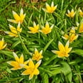 thumbnail image 4 of Shade Friendly Tulip Tarda Flowers, 12 Bulbs - Attracts Bees & Butterflies - Spring Blooming, Easy to Grow & Maintain, 4 of 7