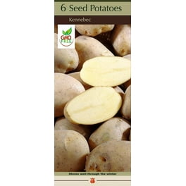 Russet Burbank Potato - 6 Certified Seed Tubers - Walmart.com Russet Burbank Potato - 6 Certified Seed Tubers - Walmart.com