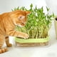 thumbnail image 4 of Cajas hidropónicas para semilleros Caja transparente para plantar en agua Bandeja para semilleros sin tierra para cultivo hidropónico y cosechas fáciles Elementos esenciales para dormitorios Mejoras p, 4 of 6