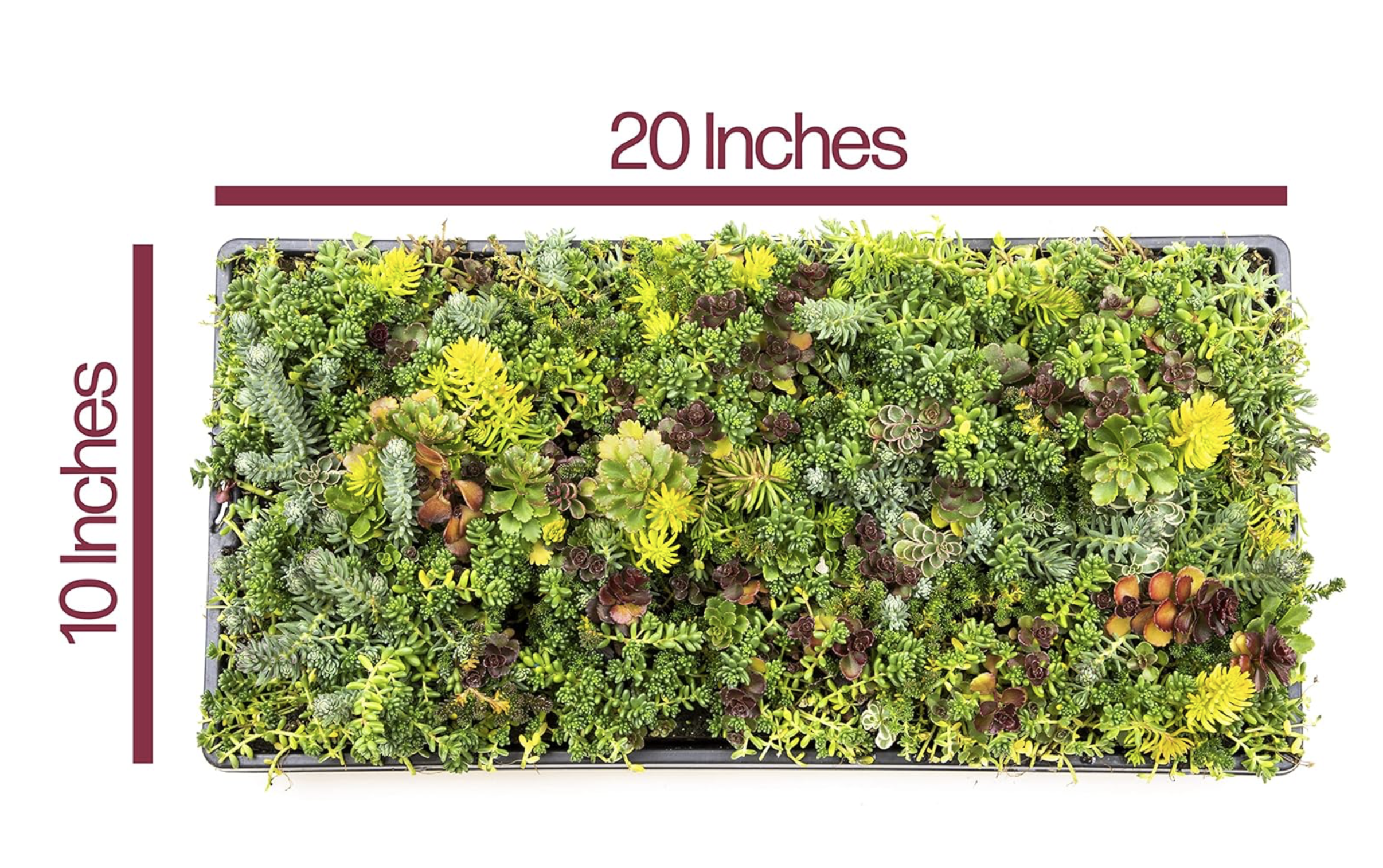 Altman Plants 10" x 20" Sedum Succulent Mat, Easy Hardy Live Succulents for Ground Cover
