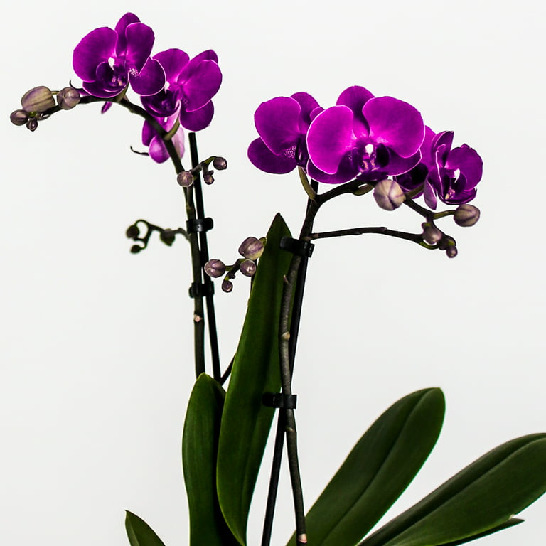 Orchidea vaso bianco lucido, Shop Online, Showroom Giochi di spazio