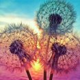 thumbnail image 1 of Diamond Painting Kits for Aduilt,5D DIY Painting by Number Kits, 1 of 5