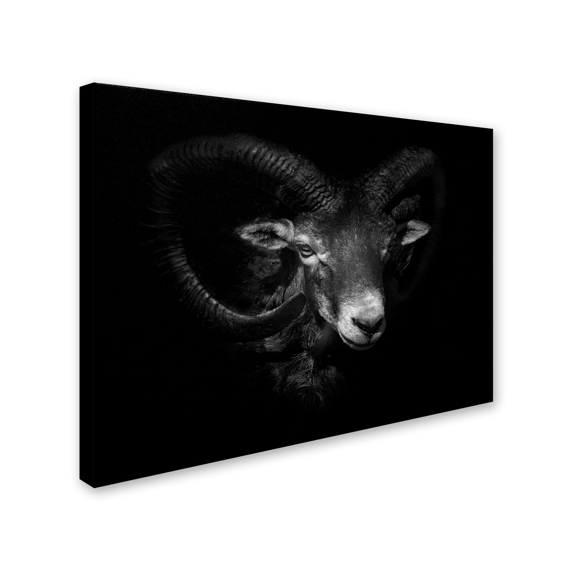 Ferdinando Valverde 'Between Horns' Canvas Art