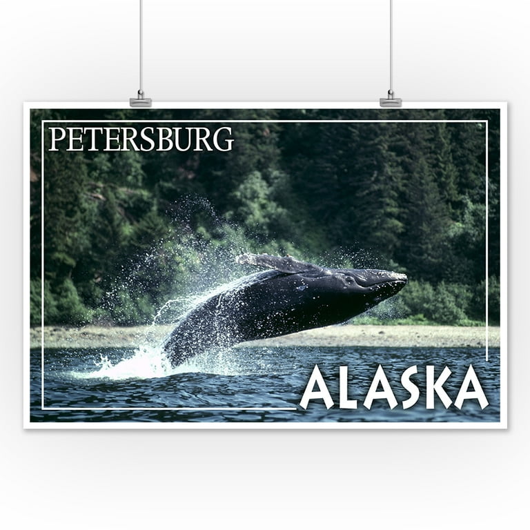 Humpback Whale Breaching - Petersburg, Alaska - Lantern Press Photography  (James T. Jones) (12x18 Art Print, Wall Decor Travel Poster) 