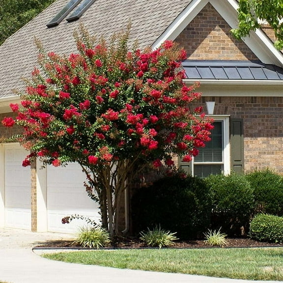 Brighter Blooms - Southern Living® Colorama™ Scarlet Crape Myrtle Tree, 2-3 ft. - No Shipping to AK, AZ, HI, OR