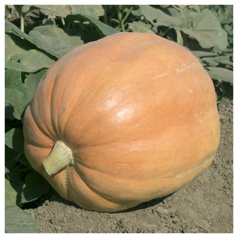 Pumpkin Jack O’Lantern Organic Seed Pack LV