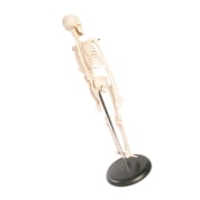 Skeleton Model，Learning Mannequin Full Body,Miniature Model, Easy to Manipulate,17 inches