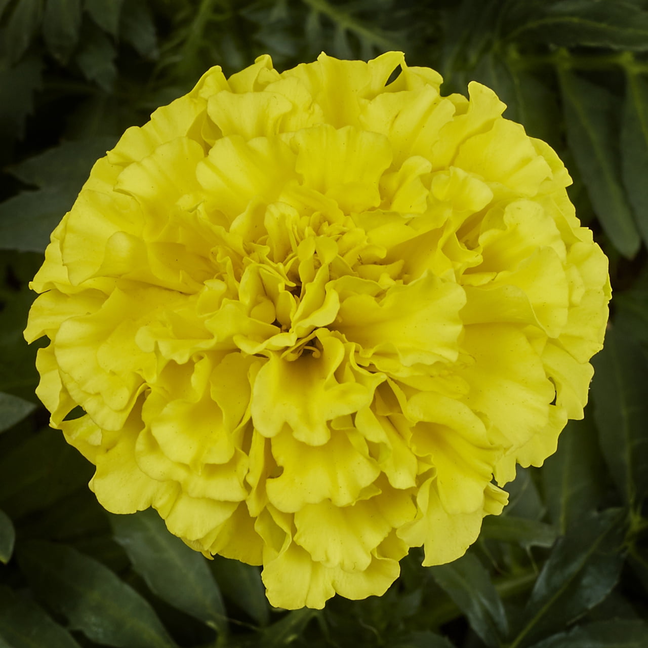 Expert Gardener Yellow Marigold Live Annual Plant, 2QT Grower Pot, 3-Pack