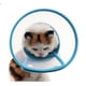 thumbnail image 1 of Yh-cat And Dog Sun Flower Medical Collar Anti-bite And Anti-licking Pet Supplies, 1 of 3