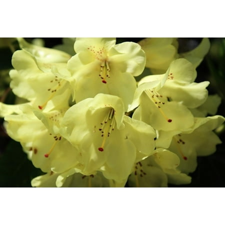 15 Seeds Rhododendron dalhousiae - Profusion of Creamy Yellow Flowers- Zone 7+ or Container (Best Plants For Zone 7)