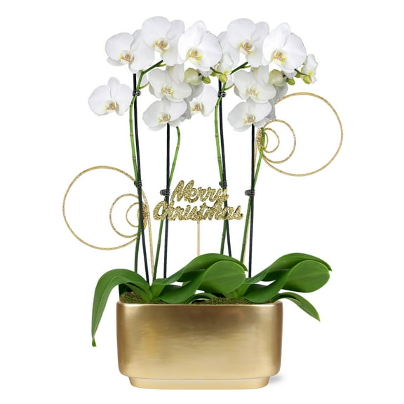 Just Add Ice 16-30" White Orchid Duo Live Plants in 10" Gold Ceramic Planter with Merry Christmas Pick, House Plant