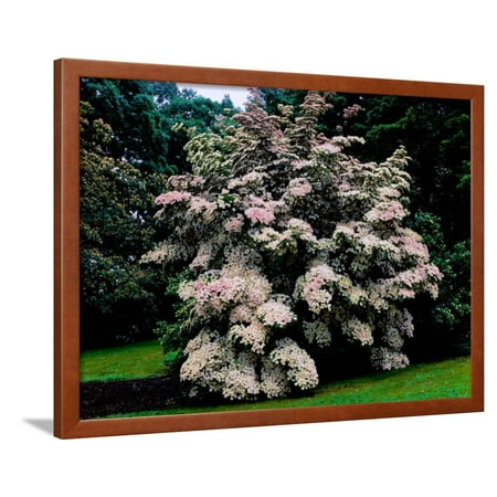 - Kousa Dogwood trees (Cornus kousa) in a garden, United States National Arboretum, Washington DC... Framed Print Wall Art