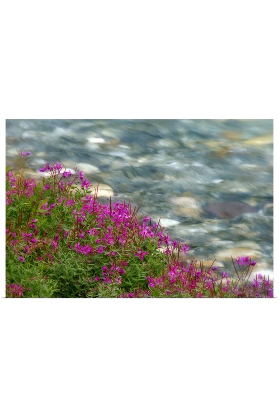 | Rolled Don Paulson Poster Print entitled British Columbia, Kootenay National Park, Fireweed grows next to rapidly flowing