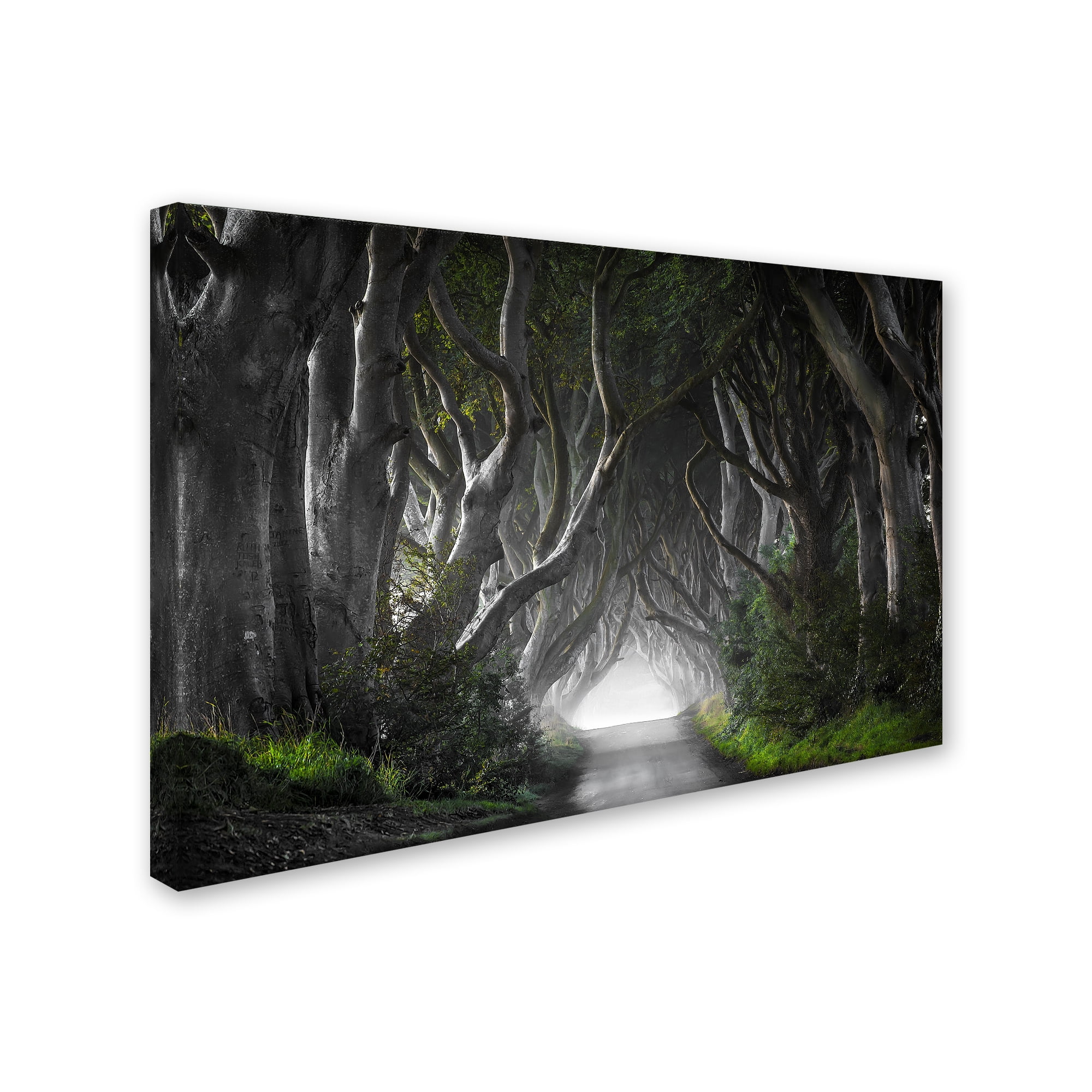 Trademark Fine Art 'Dark Hedges' Canvas Art by Nicola Molteni