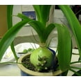thumbnail image 2 of Rare Pregnant Onion House Plant - Ornithogalum - STRANGE - 2" Pot, 2 of 4