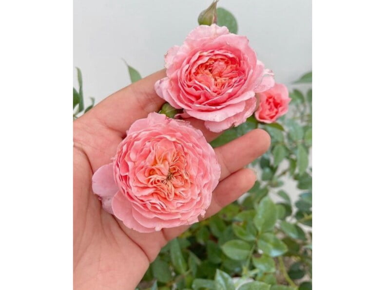 30 Seeds Summer Fireworks Rose Seeds Clumping Cold Late Winter to Early Spring Plant Time Garden Blooms