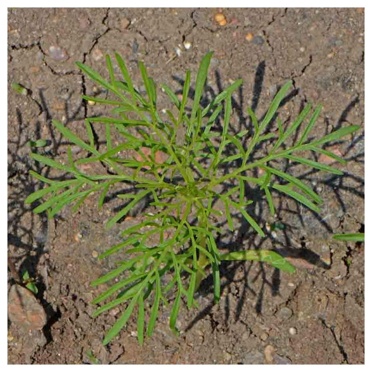 Everwilde Farms - 1 lb Sensation Tall Mixed Cosmos Garden Flower Seeds - Gold Vault Bulk Seed Packet