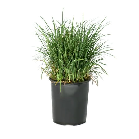 National Plant Network 1 gal. Mondo Grass Plant