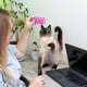 thumbnail image 3 of FELTECHELECTR 40 juguetes para gatos con resortes en espiral, seguros y con forma de gato., 3 of 3