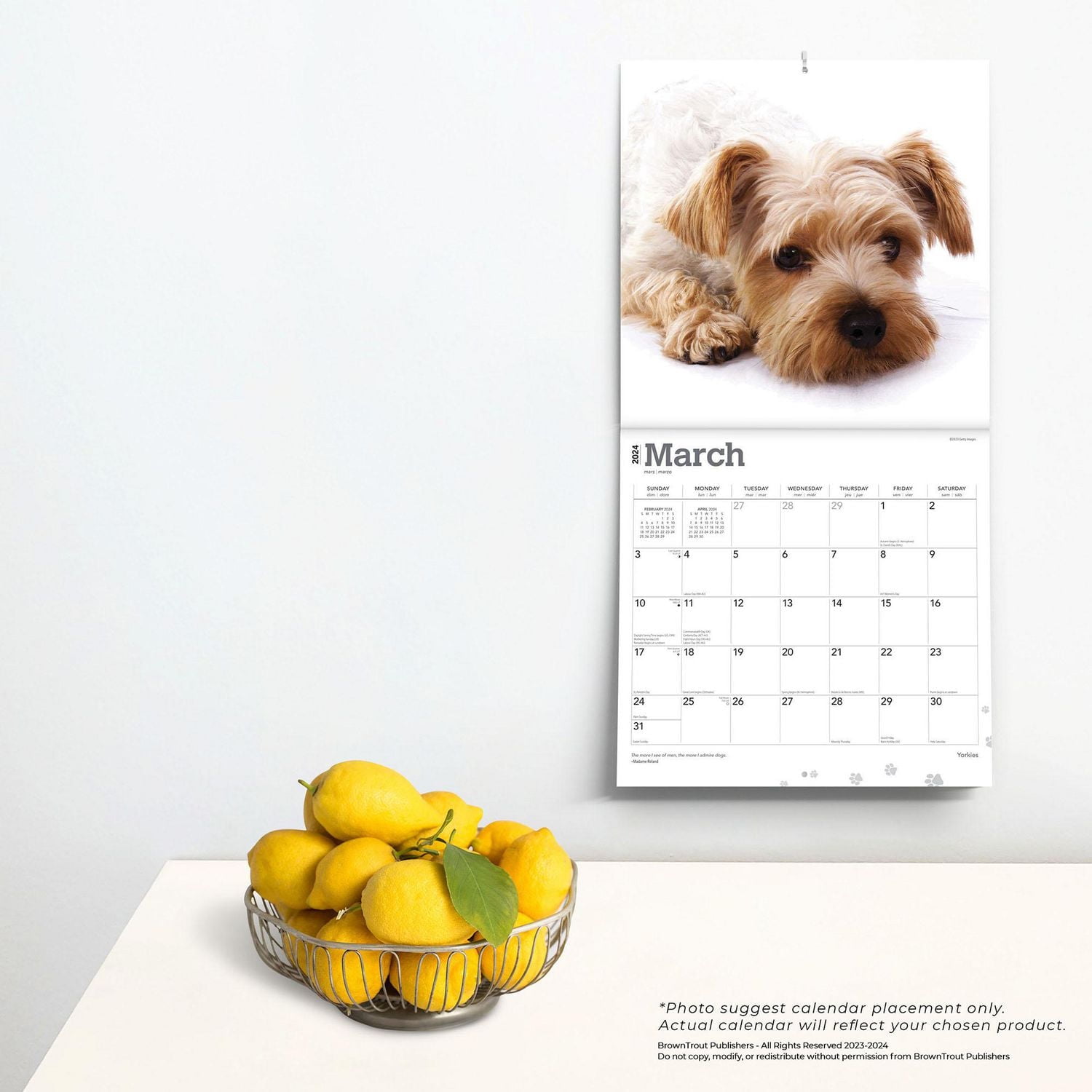 BrownTrout Yorkshire Terriers 2024 12x24 Inch Square Wall Calendar, 9781975465834