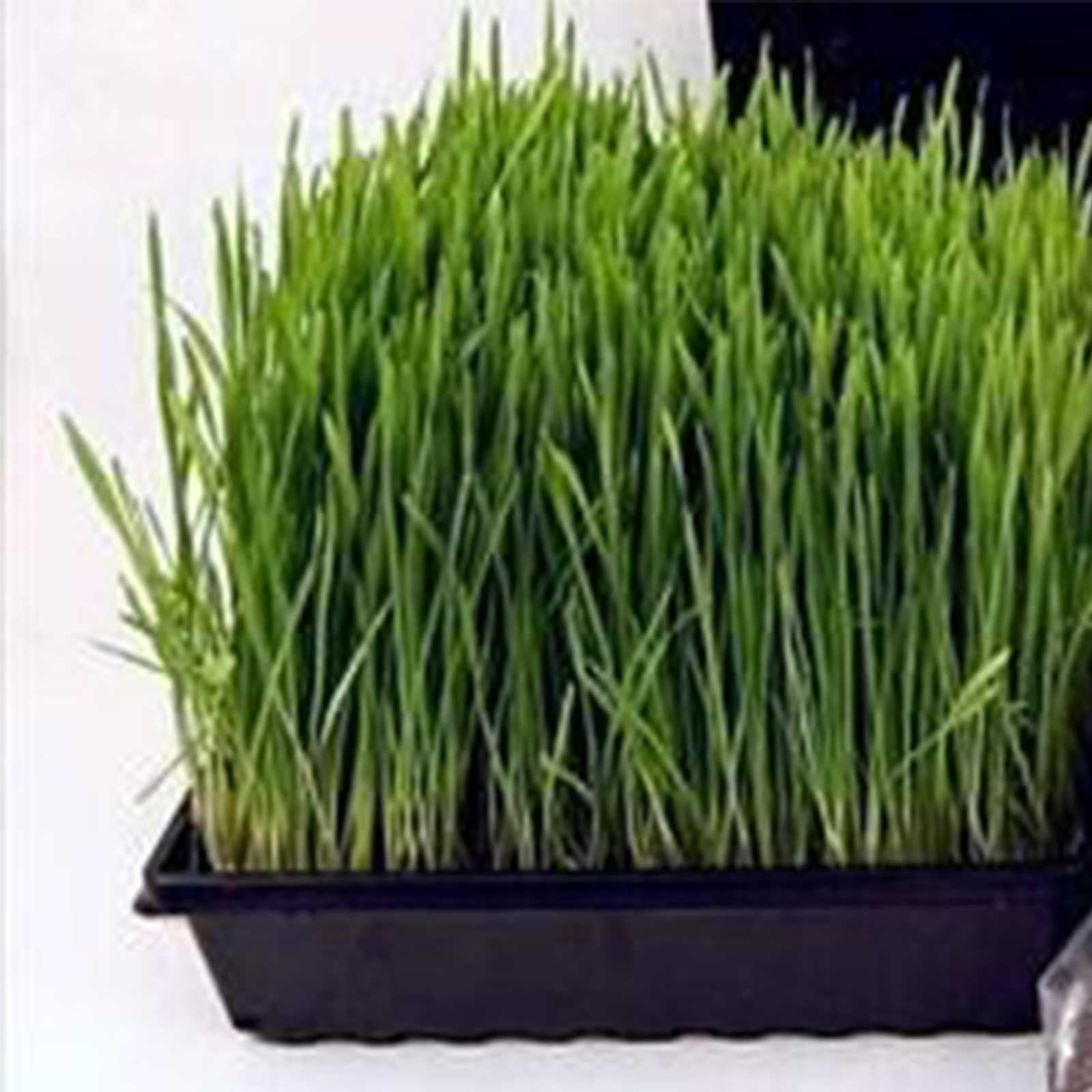 Living Whole Foods 10" x 10" Plant Germination Trays with No Drain Holes (10 Pack)