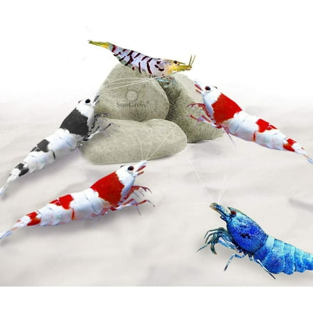 UPC: 0725638482379 | SunGrow Mineral Rocks for Shrimp  Crawfish  Snails  Calcium Helps in Molting  Enhance Shell Color and Strength  Best Support for Shell-Shedding  1.7 oz