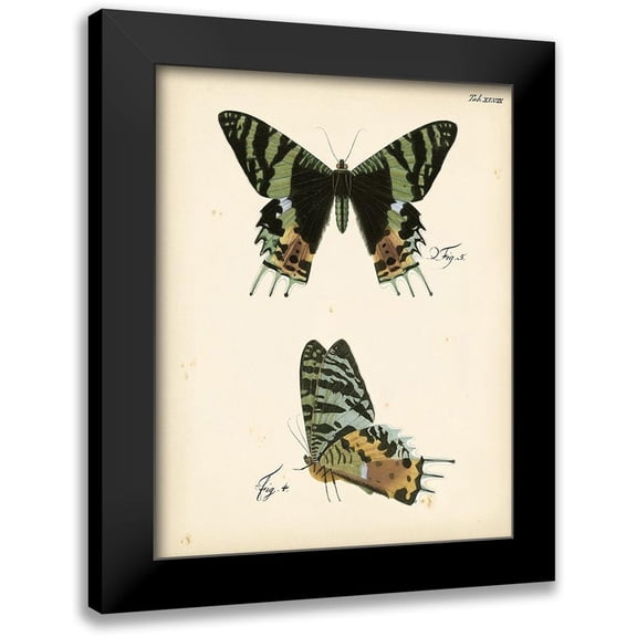 Vision Studio 12x14 Black Modern Framed Museum Art Print Titled - Butterfly Profile IV