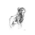 thumbnail image 2 of Harper, Ethan 12x14 White Modern Wood Framed Museum Art Print Titled - Western Animal Sketch III, 2 of 4