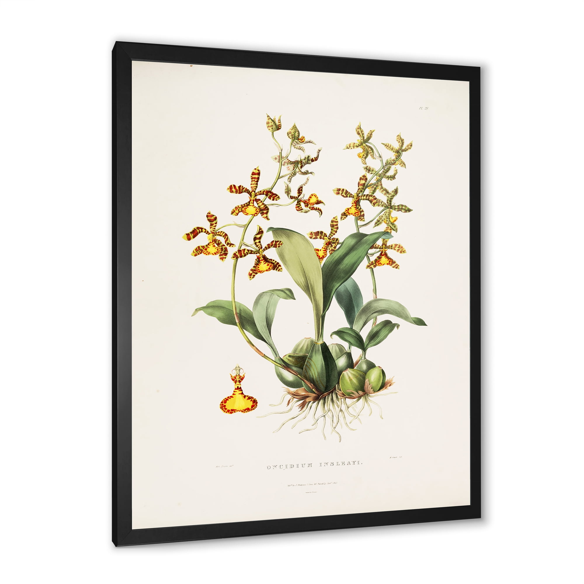 Designart 'Ancient Flower I' Traditional Framed Art Print