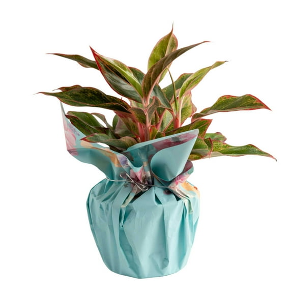 Costa Farms 14" Tall Aglaonema, Medium Indirect Sunlight, Indoor Live House Plants